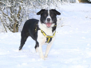 Stay off the ice! As country faces big freeze, Dogs Trust issue warning to dog owners in NI