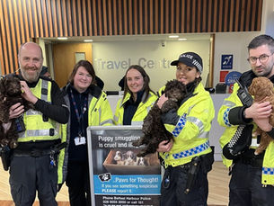 Christmas puppy warning as Minister highlights success of Belfast Harbour rescue