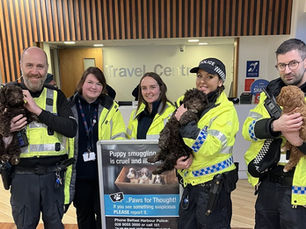 Christmas puppy warning as Minister highlights success of Belfast Harbour rescue