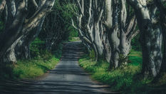 Concern raised after Dark Hedges management forum ‘disappears’ ahead of tourist season