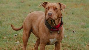 New rules for XL Bully and other banned dog breeds as child safety law introduced in Northern Ireland