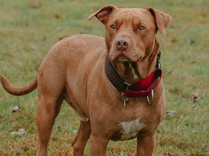 New rules for XL Bully and other banned dog breeds as child safety law introduced in Northern Ireland