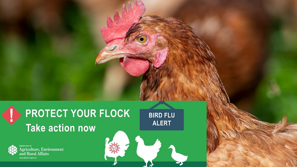 Red chicken rooster