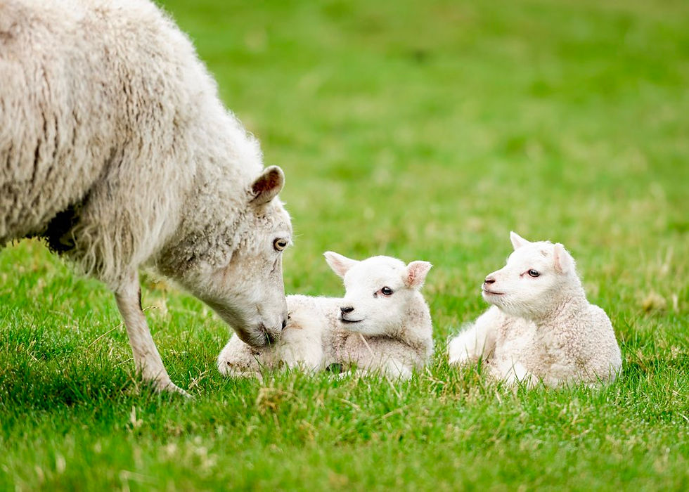 HSENI warns of serious risks to pregnant women during lambing and calving season