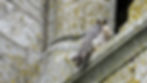 peregrine falcon on old city building
