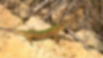 Lizard on rock