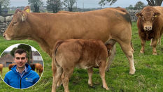 Late-calving cows putting suckler herd profits at risk, CAFRE warns