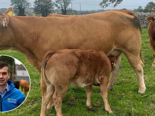 Late-calving cows putting suckler herd profits at risk, CAFRE warns