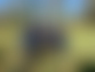 Holywell Hospital to see 7,000 native trees planted in major seven-year green transformation