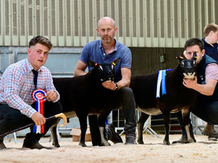 Double champion tops Ballymena Export Sale at 6,500gns