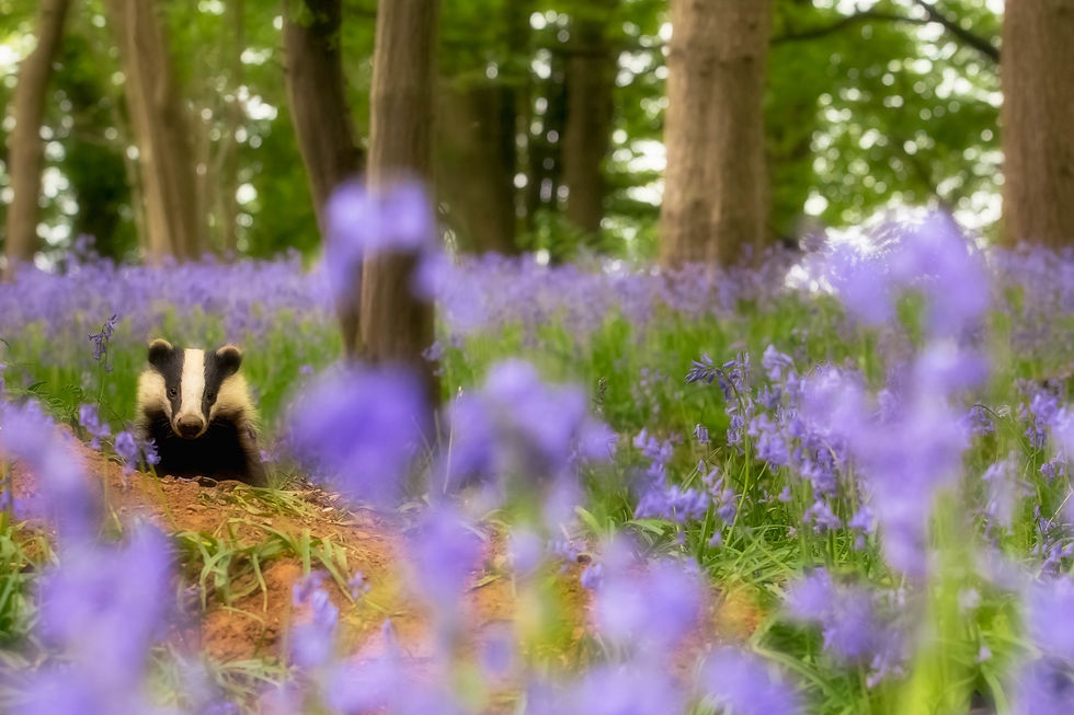 Adolescent sow (female) badger (Meles meles) taken in ancient bluebell wood in Sussex. In April when the bluebells emerge badger bring their cubs above ground.