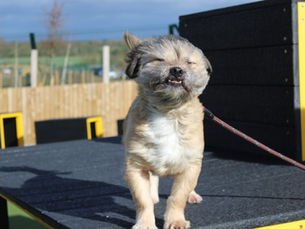 DOGS TRUST | How to keep your dog safe and happy during a storm