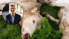 DAERA says it had ‘no reasonable alternative’ to euthanising 51 Fivemiletown cattle