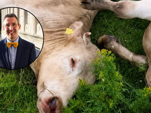 DAERA says it had ‘no reasonable alternative’ to euthanising 51 Fivemiletown cattle