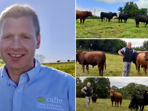 New CAFRE Suckler Cow Fertility Groups aim to boost breeding success on NI farms