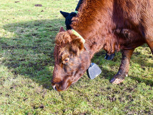 CAFRE Uplands Open Day showcases innovation in upland farming and conservation in Glenwherry