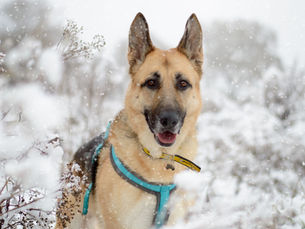 Cold snap prompts dog safety appeal from Dogs Trust Ballymena
