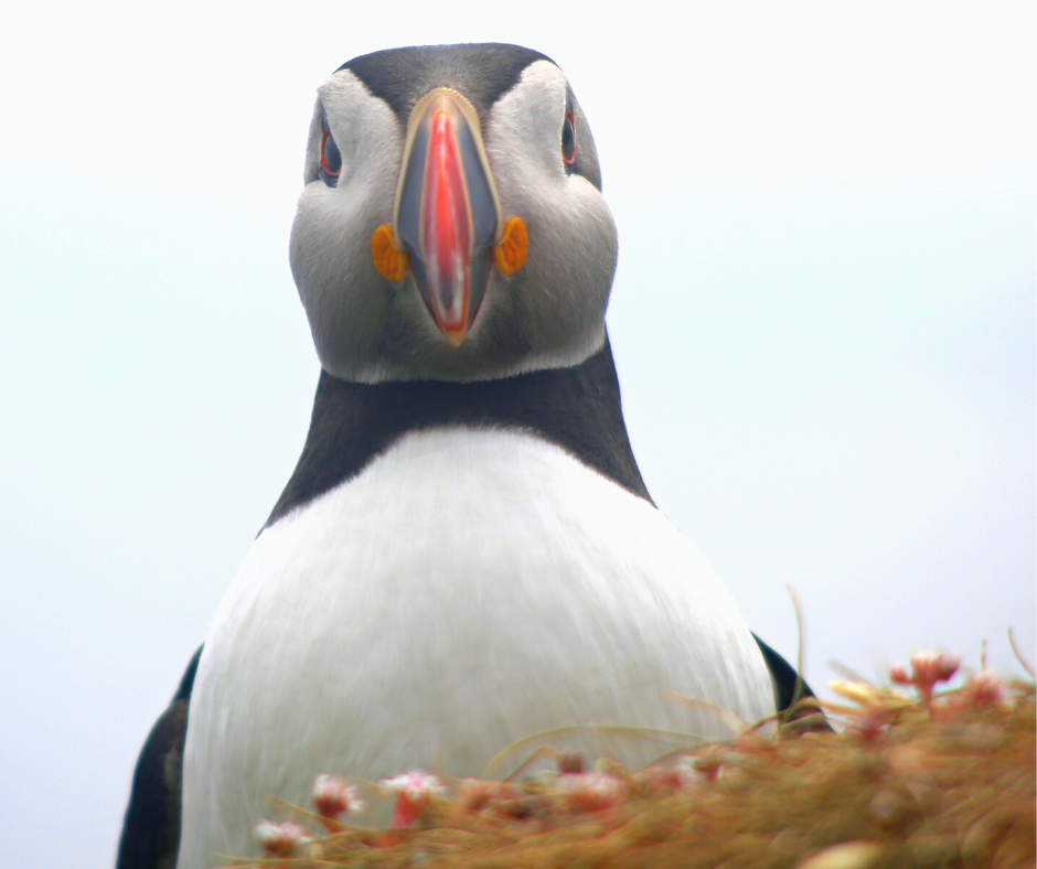 Puffin Fratercula Arctica at Kebble National Reserve, Rathlin Island, County Antrim.