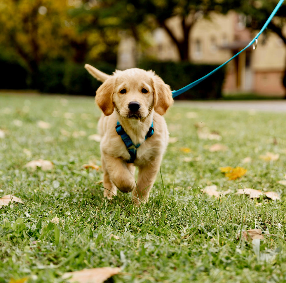 Small golden dog on blue lead in park at Autumntime 