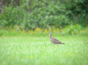 Easter warning issued over disturbance to protected nesting birds across Northern Ireland
