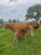 Cow calf pair with herd bull during the breeding season.