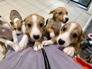 From tragedy to triumph: dumped puppies named after golf stars now ready to be rehomed