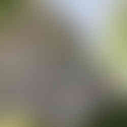 CGI image of proposed treehouse accommodation