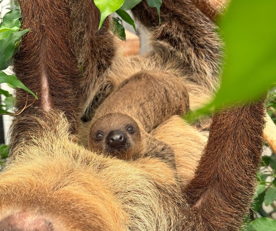 New arrivals: Baby Sloth at Belfast Zoo