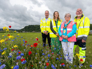 Wildflower blooms bursting with colour in Larne