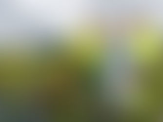 Wildflower blooms bursting with colour in Larne