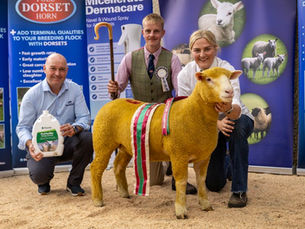 Mountdale flock’s champion ewe lamb tops Ballymena Dorset sale at 2,800gns