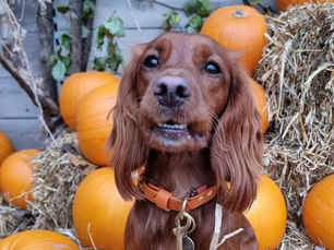 Dobbies Antrim launches enchanting lineup of autumn events for families, dogs and garden lovers
