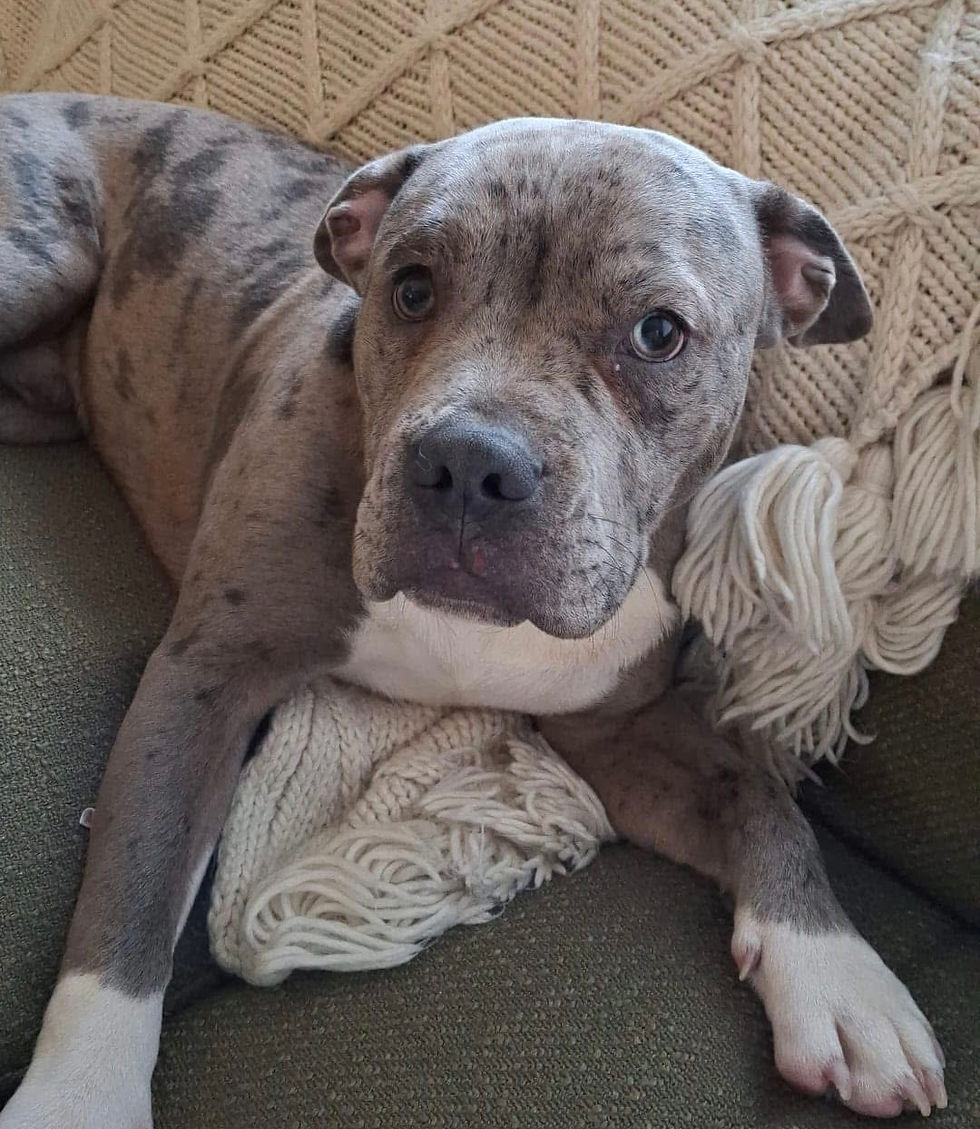 Max the suspected pitbull terrier in Lisburn, County Antrim