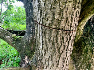 Outrage in Broughshane as ancient woodland faces deliberate attack ahead of council decision