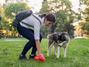 Just 57 fines issued for dog fouling in NI last year despite thousands of complaints