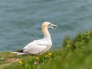 DAERA confirms further positive test results for Avian Influenza in wild seabirds in Co Antrim