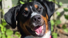 New Dogs Trust Ballymena service helps dogs move directly from one home to another
