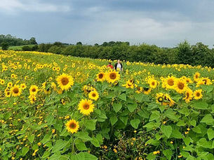 A bloomin’ beautiful spectacle - Portglenone Sunflower Field is open!
