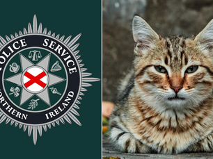 Police in Mid and East Antrim investigate after series of brutal attacks on cats