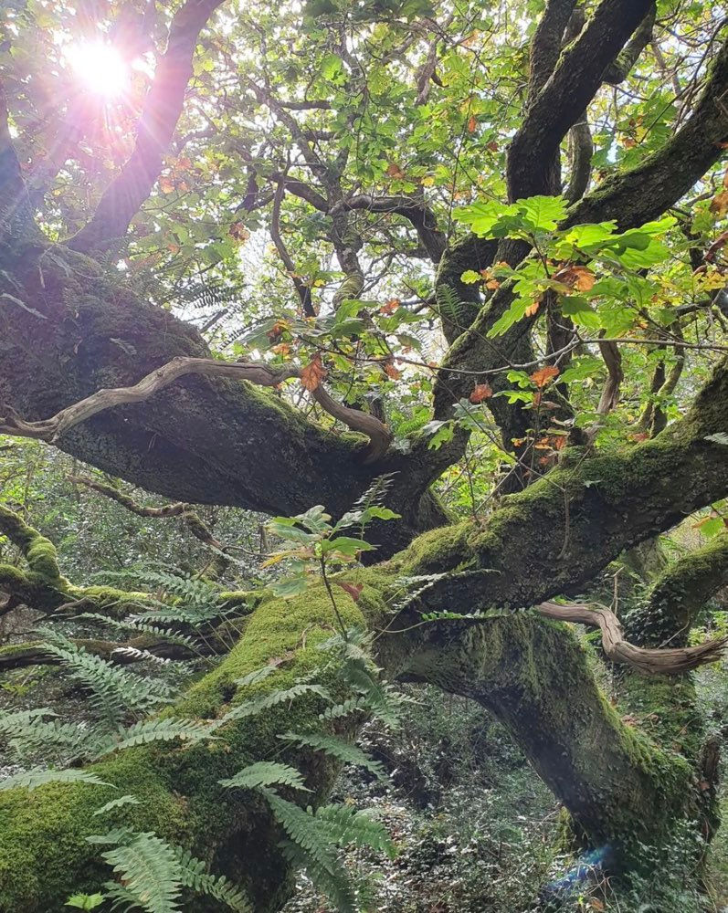 In the Irish rainforest