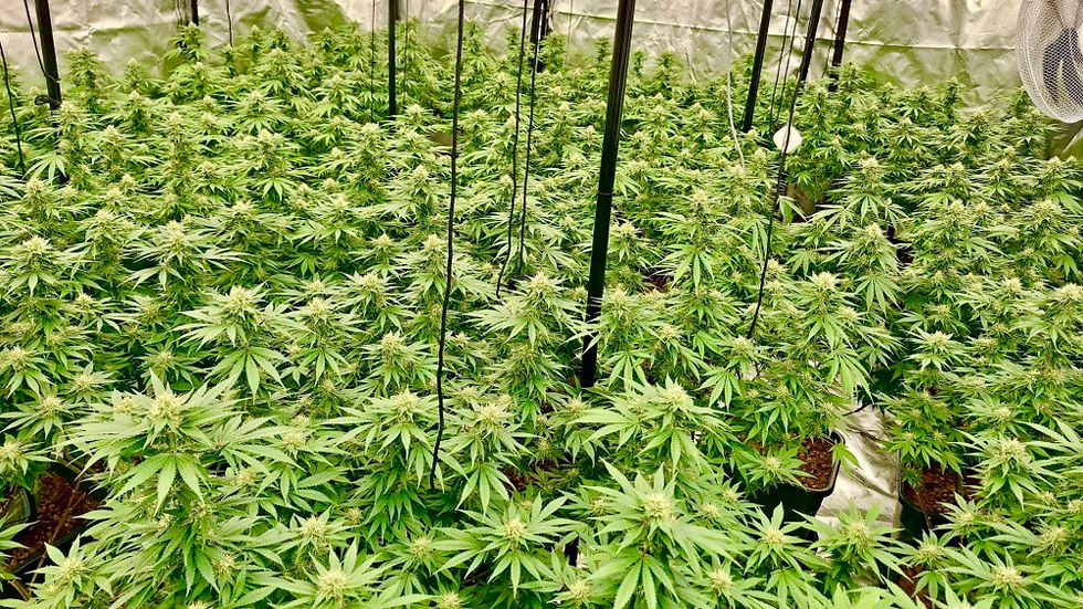 Man arrested after police uncover cannabis factory with around 300 plants in Co Tyrone