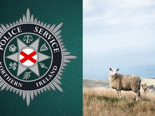 Police launch appeal after ‘cruel’ killing of sheep in Glenarm