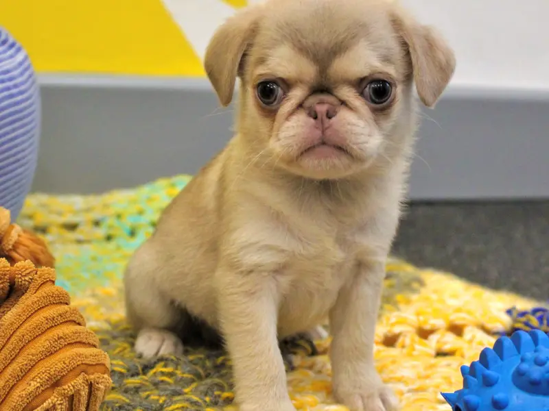 Cute Pug Puppy