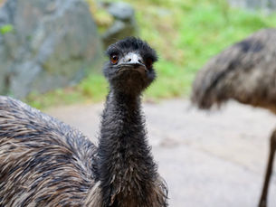 Exciting new arrivals: Emus now at Belfast Zoo!