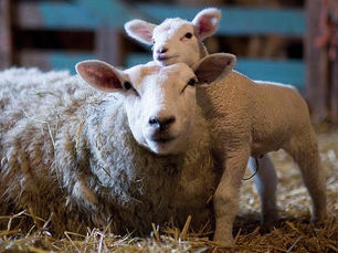 PHA issues important advice to pregnant women during lambing season