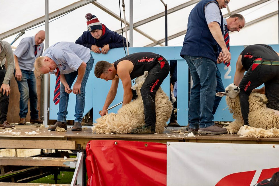 Sheep shearing demonstration at the Ballymoney Show 2025.