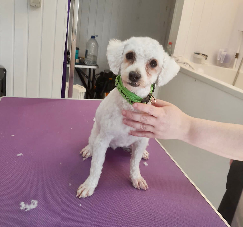 Dog sitting on groomer’s bench.