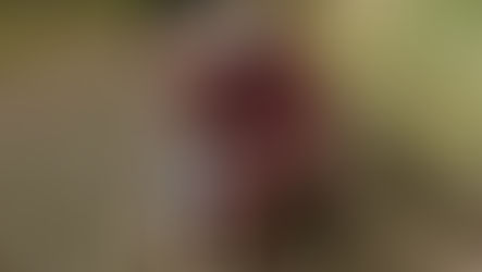 Max the dog spared destruction order finds new home in Antrim