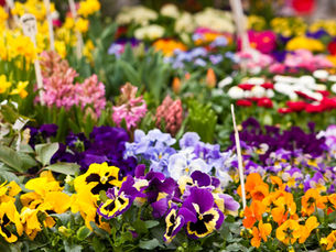 Get your garden Spring ready at the Spring Plant Fair!