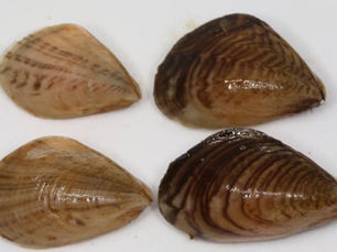 ‘Serious threat to our waterways’: First quagga mussel Found in Northern Ireland